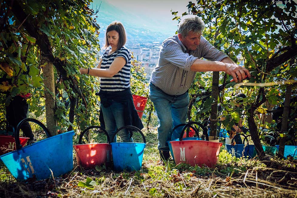 Vendemmia Famiglia Marsetti