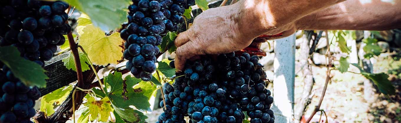 Hand picked grapes valtellina marsetti wine