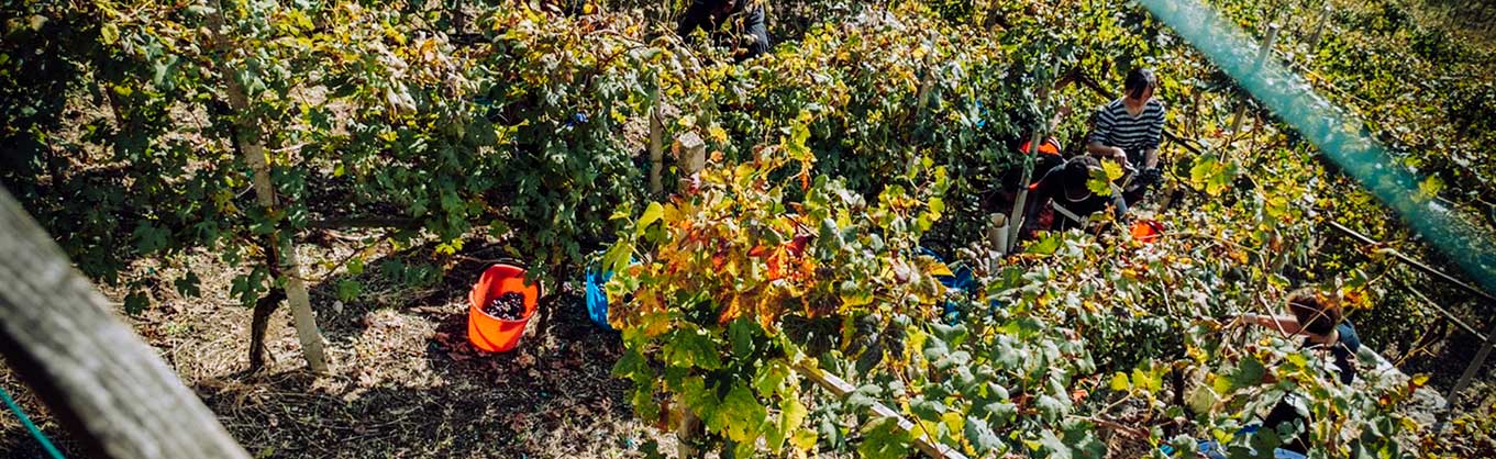 Vendemmia uva vino azienda agricola marsetti