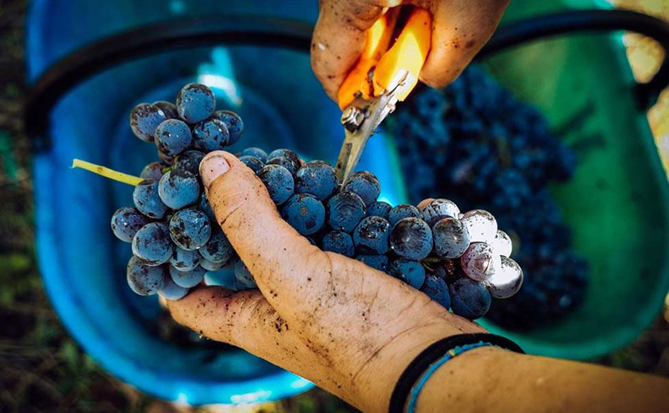 Esperienza nella nostra vigna a Sondrio in Valtellina