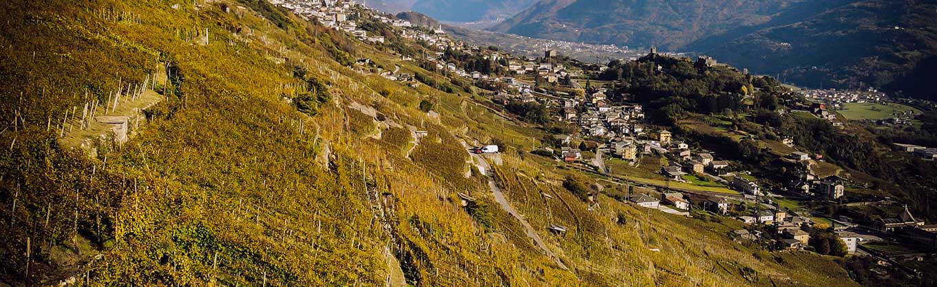 Vigna sondrio azienda agricola marsetti