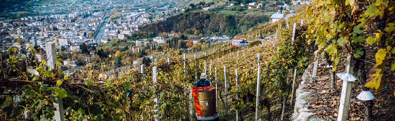 Valtellina wine vineyard marsetti company