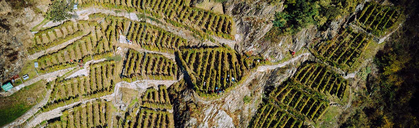 Weinberge der Marsetti-Farm