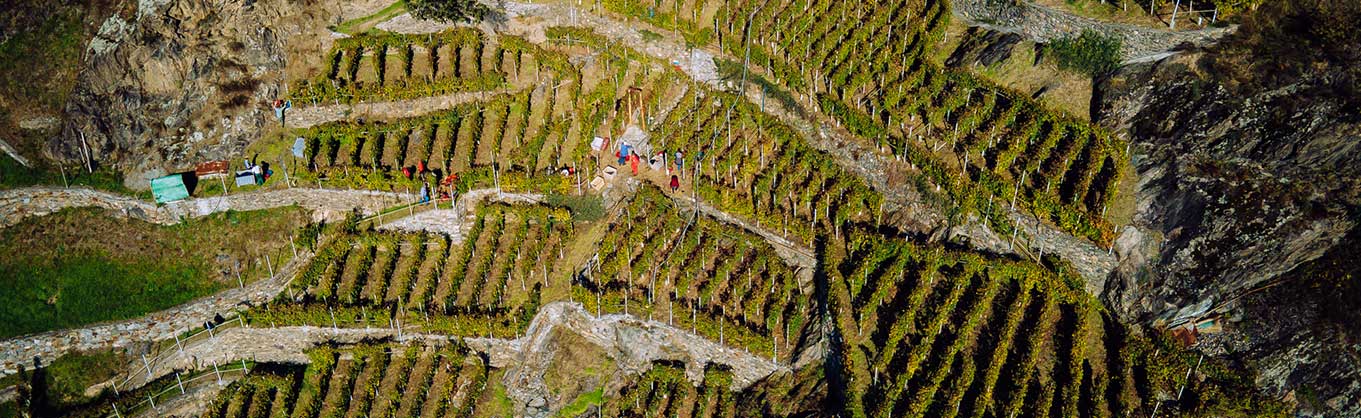 Panorama-Weinberge Marsetti-Weine