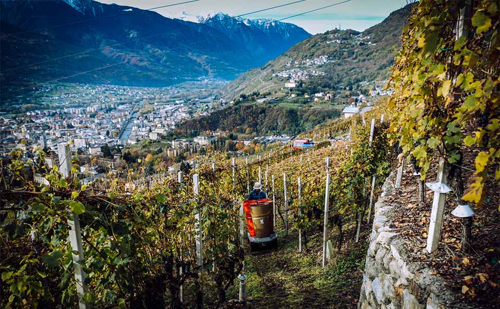 Vigneto vino DOC DOCG Valtellina